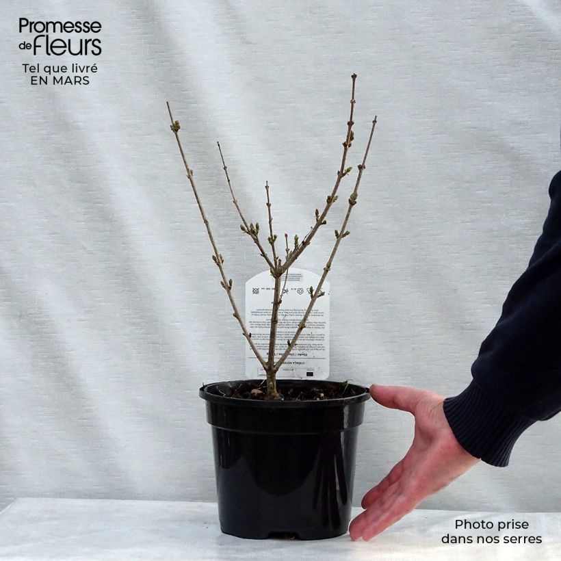Amostra de Syringa meyeri Palibin Vaso de 2 L/3 L tal como entregue na primavera