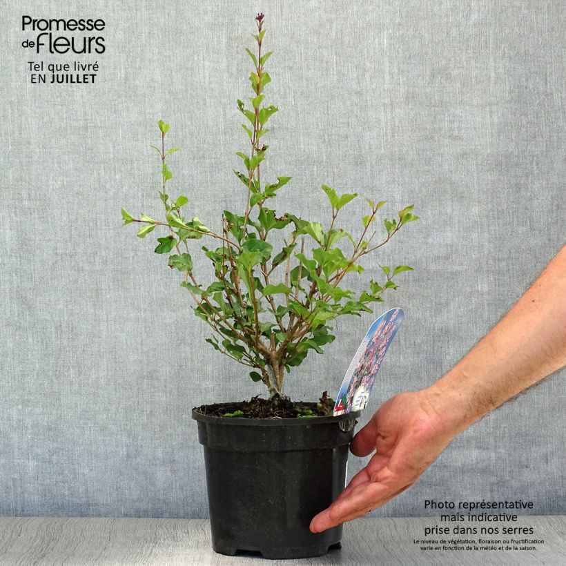 Amostra de Syringa meyeri Palibin Vaso de 2 L/3 L tal como entregue no verão