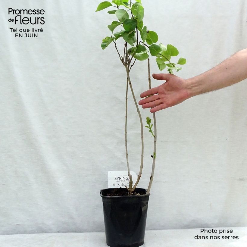 Amostra de Syringa vulgaris Belle de Nancy Vaso de 3 L/4 L tal como entregue no verão