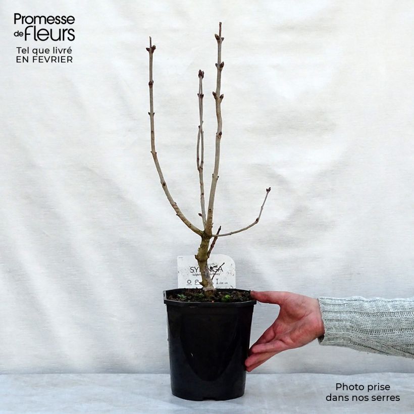 Amostra de Lilas - Syringa vulgaris Belle de Nancy Vaso de 3 L/4 L tal como entregue no inverno