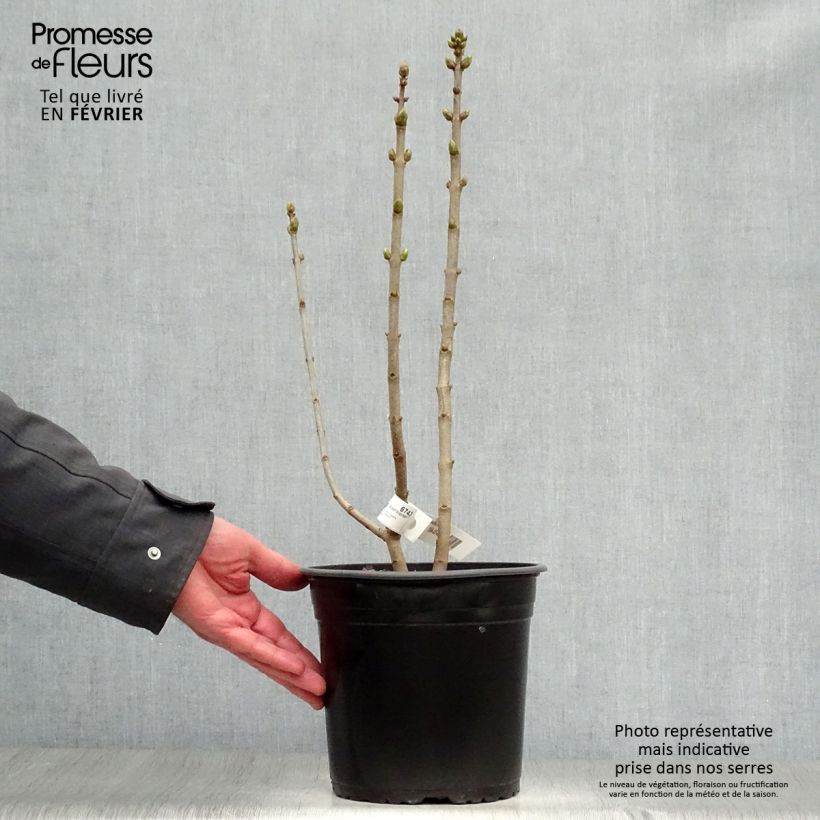 Amostra de Lilas - Syringa vulgaris Capitaine Baltet Vaso de 4 L/5 L tal como entregue no inverno