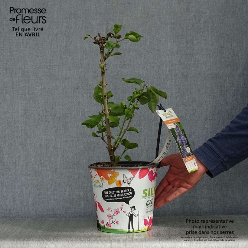 Amostra de Syringa vulgaris Capitaine Baltet Vaso de 4 L/5 L tal como entregue na primavera