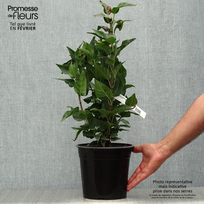 Amostra de Syringa vulgaris Charles Joly Vaso de 2 L/3 L tal como entregue no outono