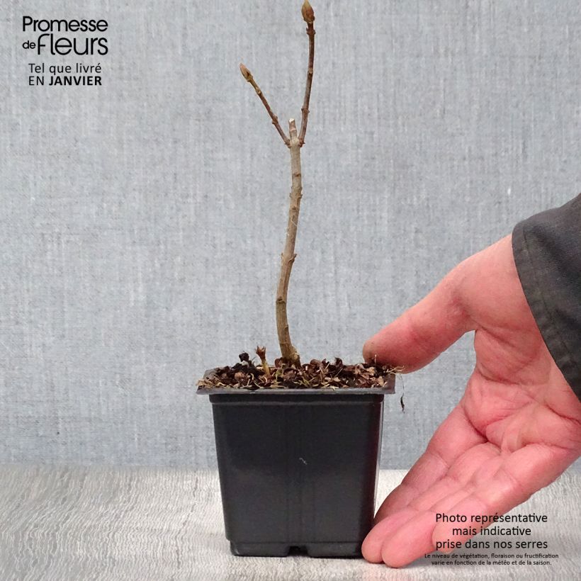 Amostra de Syringa vulgaris Katherine Havemeyer Vaso de 8/9 cm tal como entregue no inverno