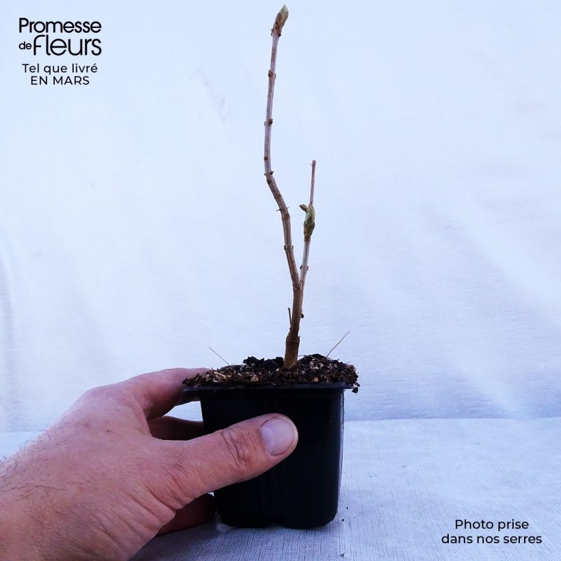 Amostra de Syringa vulgaris Katherine Havemeyer Vaso de 8/9 cm tal como entregue na primavera