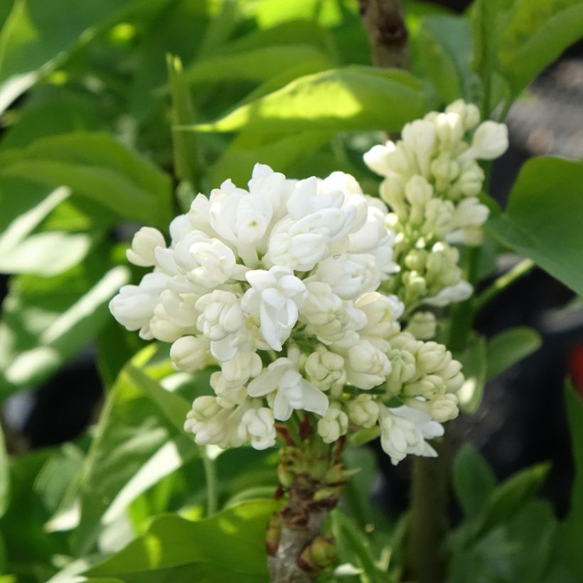 Syringa vulgaris Madame Lemoine (Floração)
