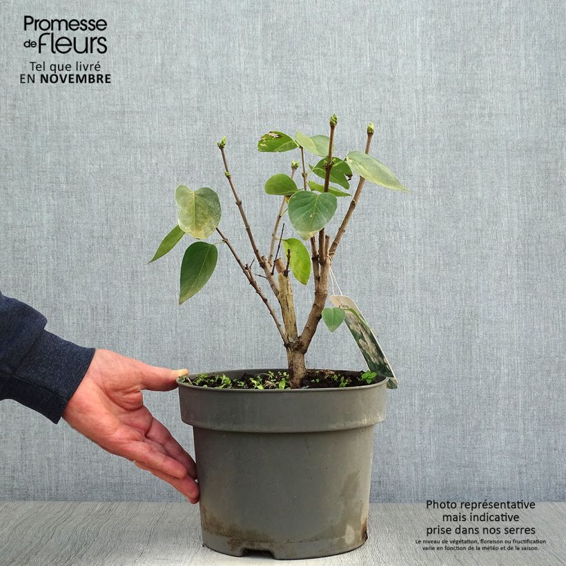 Amostra de Syringa vulgaris Madame Lemoine Vaso de 3 L/4 L tal como entregue no outono