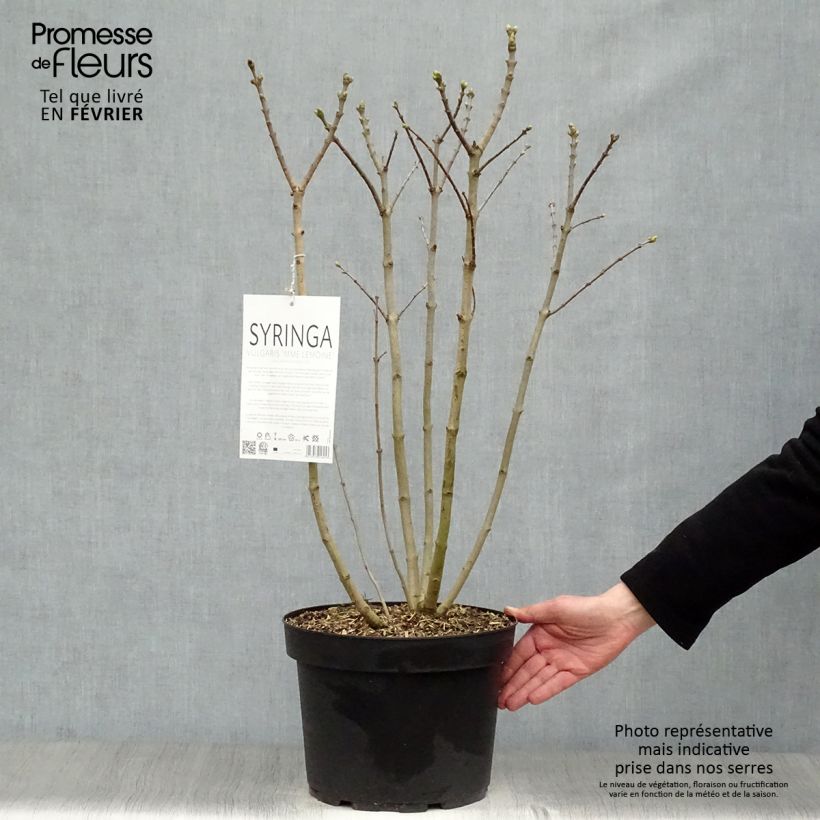 Amostra de Syringa vulgaris Madame Lemoine Vaso de 7,5 L/10 L tal como entregue no inverno