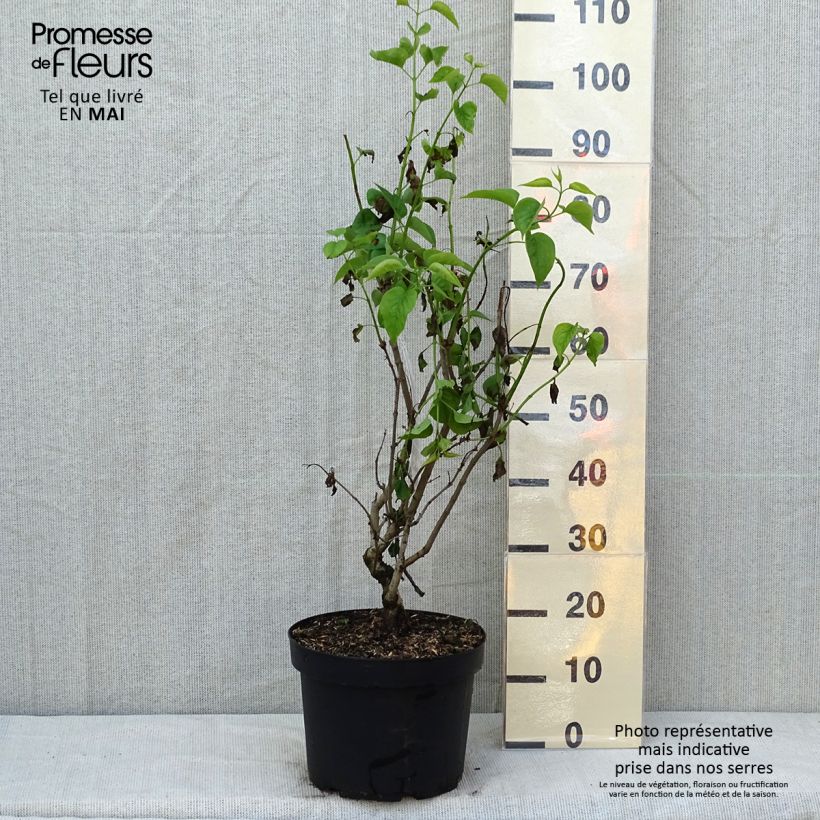 Amostra de Syringa vulgaris Madame Lemoine Vaso de 7,5 L/10 L tal como entregue na primavera