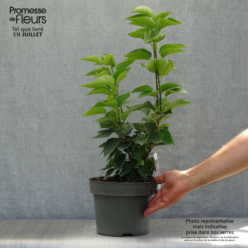 Amostra de Syringa vulgaris Michel Buchner Vaso de 4 L/5 L tal como entregue no verão