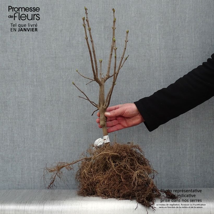 Amostra de Lilas - Syringa vulgaris Michel Buchner Raízes nuas tal como entregue no inverno