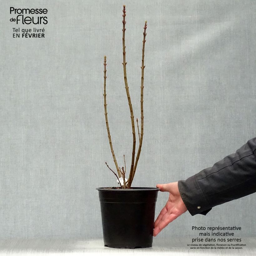 Amostra de Lilas - Syringa vulgaris Président Grevy Vaso de 4 L/5 L tal como entregue no inverno