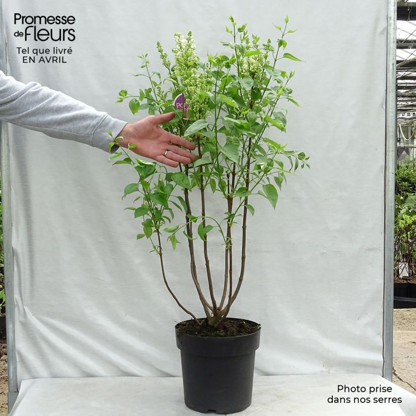 Amostra de Syringa vulgaris Primrose Vaso de 4 L/5 L tal como entregue na primavera