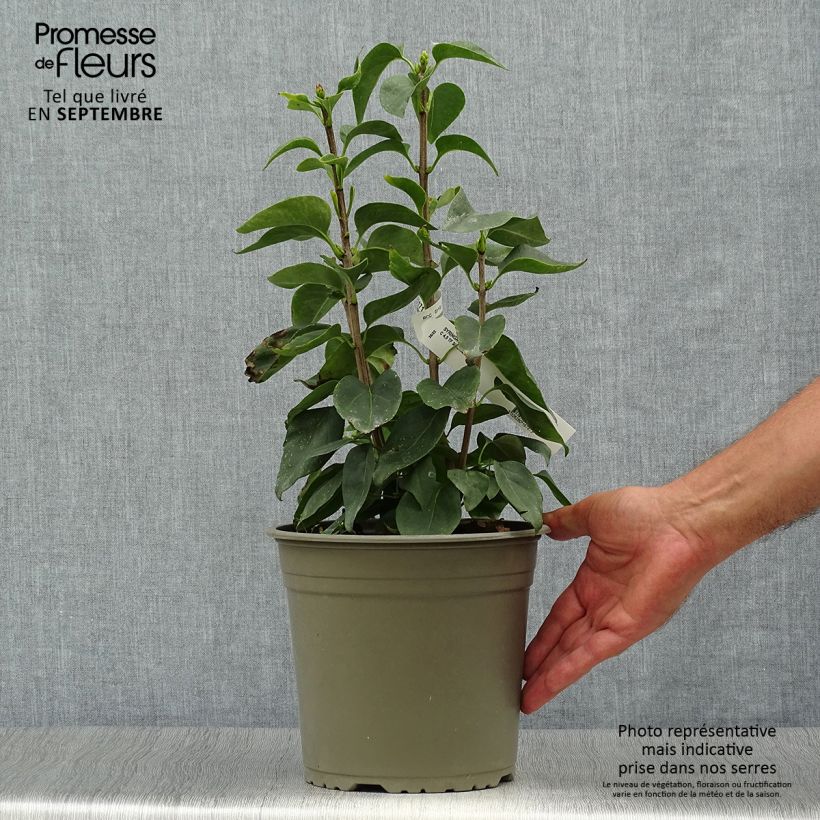 Amostra de Syringa vulgaris Primrose Vaso de 4 L/5 L tal como entregue no outono