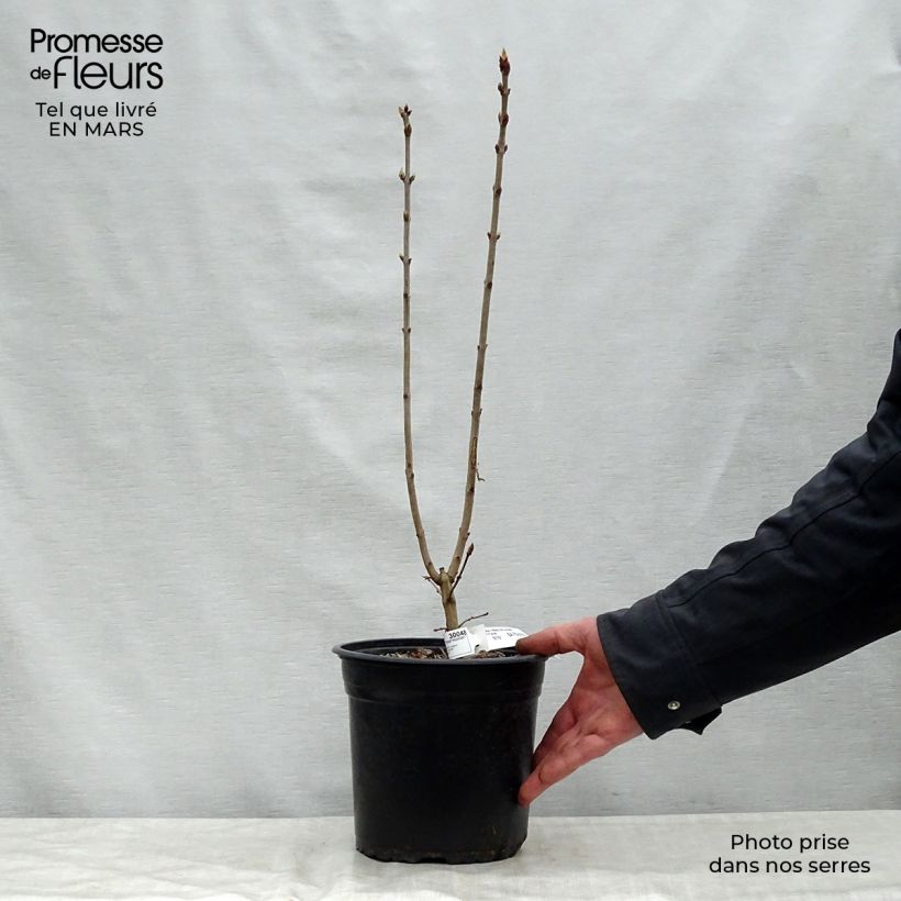Amostra de Syringa vulgaris Prince Wolkonsky Vaso de 3 L/4 L tal como entregue na primavera