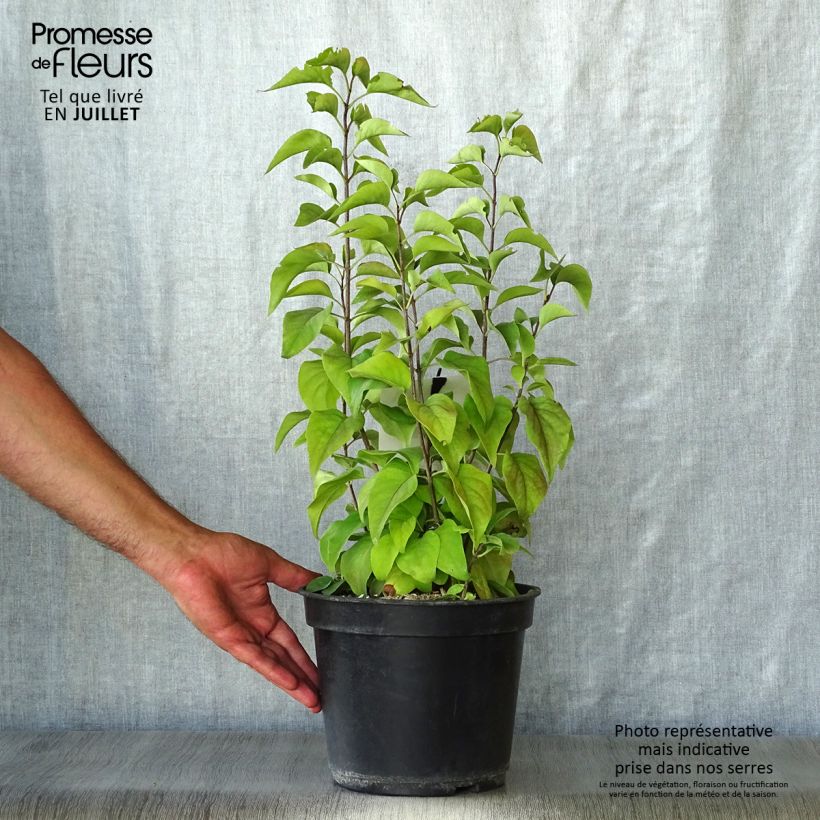 Amostra de Syringa vulgaris Prince Wolkonsky Vaso de 3 L/4 L tal como entregue no verão