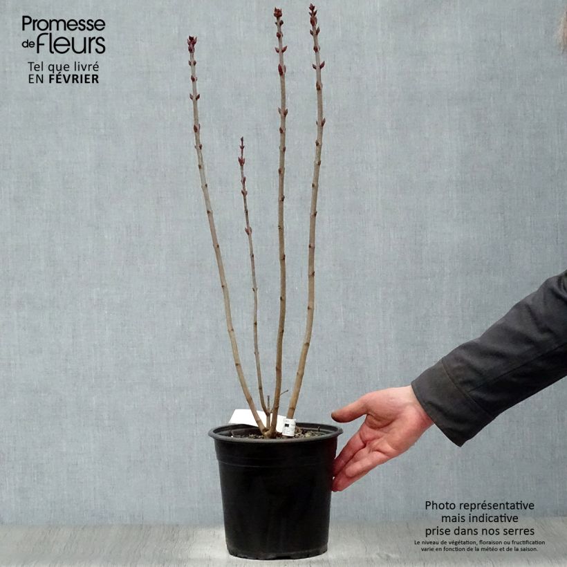 Amostra de Lilas - Syringa vulgaris Prince Wolkonsky Vaso de 3 L/4 L tal como entregue no inverno