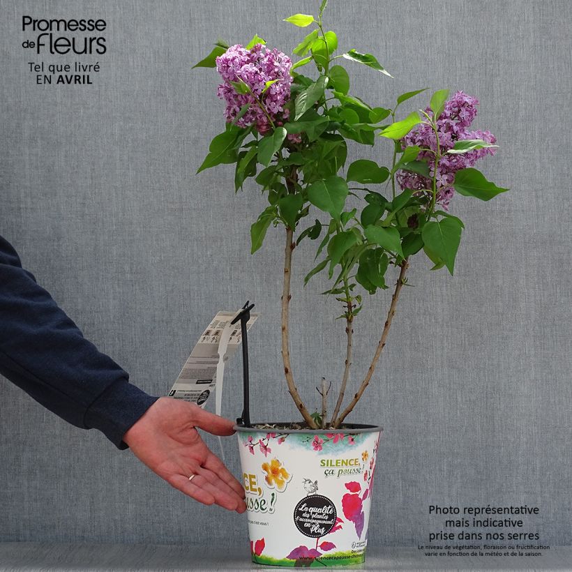 Amostra de Syringa vulgaris Princesse Sturdza Vaso de 4 L/5 L tal como entregue na primavera