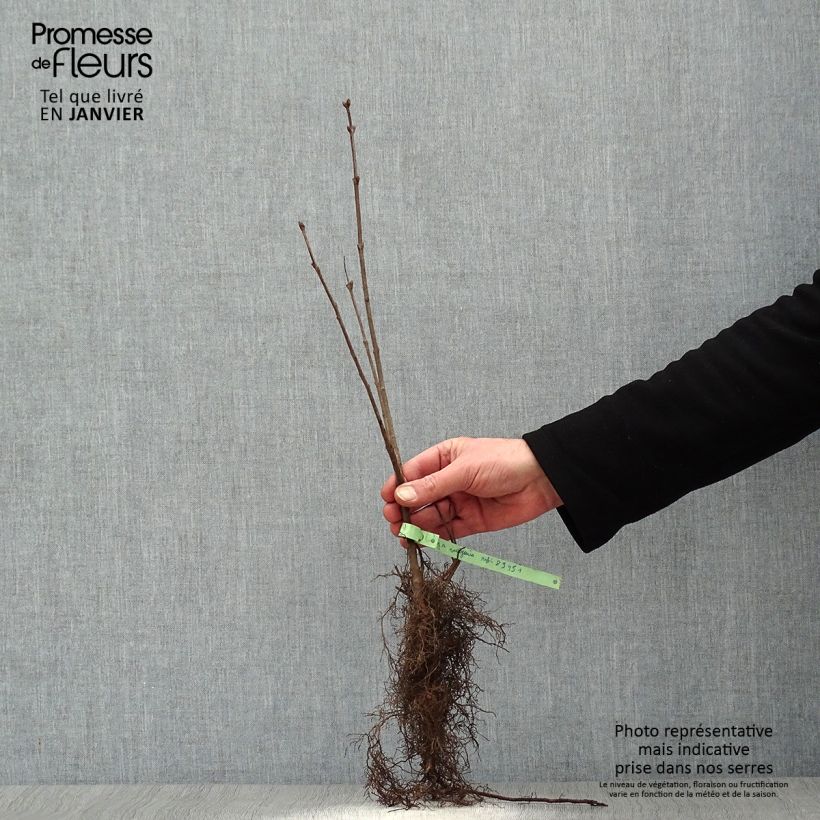 Amostra de Syringa vulgaris - Lilás Raízes nuas tal como entregue no inverno