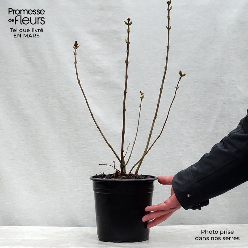 Amostra de Syringa hyacinthiflora Maiden's Blush Vaso de 4 L/5 L, Arbusto tal como entregue na primavera