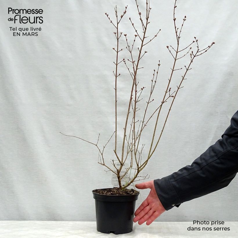 Amostra de Syringa microphylla Red Pixie Vaso de 3 L/4 L tal como entregue na primavera