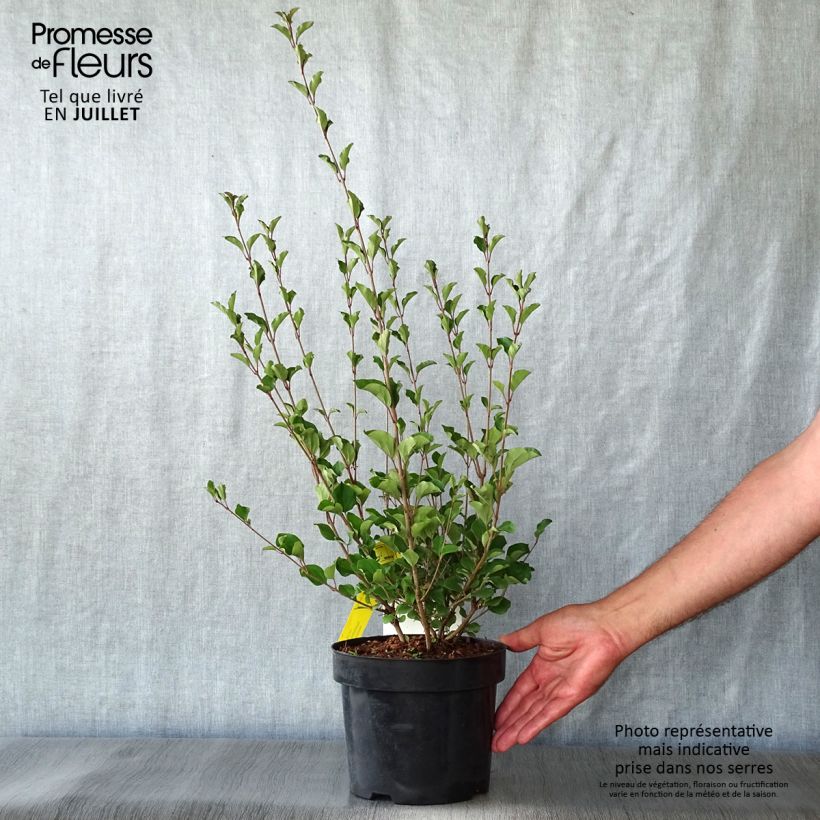 Amostra de Syringa microphylla Red Pixie Vaso de 3 L/4 L tal como entregue no verão