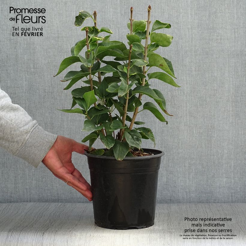 Amostra de Syringa vulgaris Kindy Rose Vaso de 4 L/5 L tal como entregue no outono