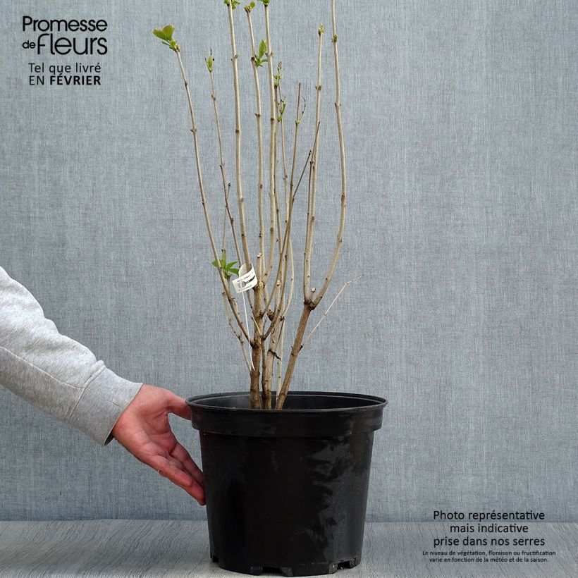 Amostra de Syringa vulgaris Kindy Rose Vaso de 7,5 L/10 L tal como entregue no outono