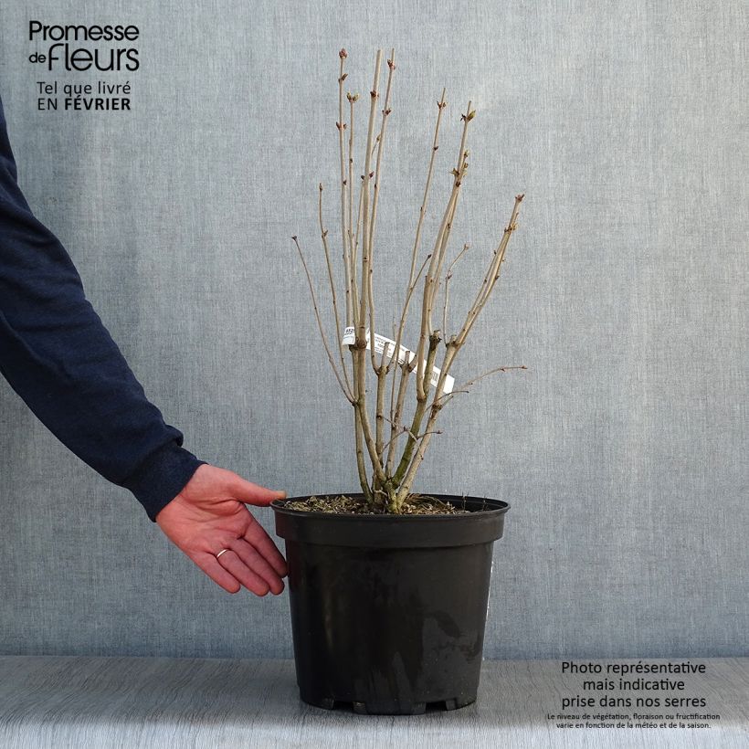 Amostra de Lilas commun - Syringa vulgaris Kindy Rose Vaso de 7,5 L/10 L tal como entregue no inverno