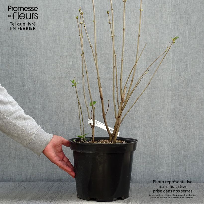 Amostra de Syringa vulgaris Konchalovskii Vaso de 7,5 L/10 L tal como entregue no outono