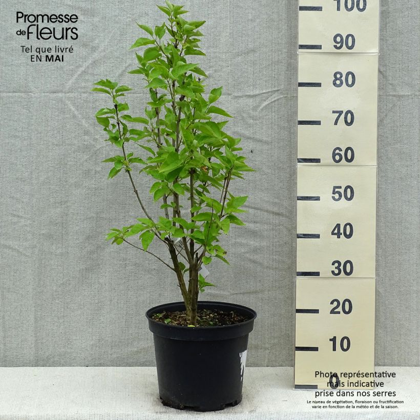 Amostra de Syringa vulgaris Konchalovskii Vaso de 7,5 L/10 L tal como entregue na primavera