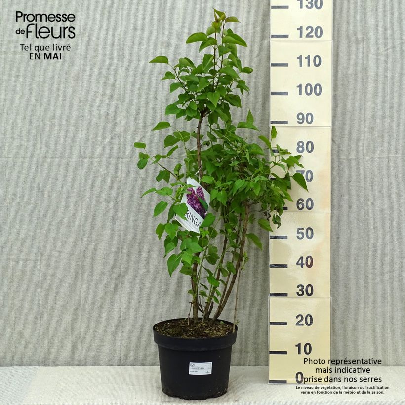Amostra de Syringa vulgaris Paul Thirion Vaso de 7,5 L/10 L tal como entregue na primavera