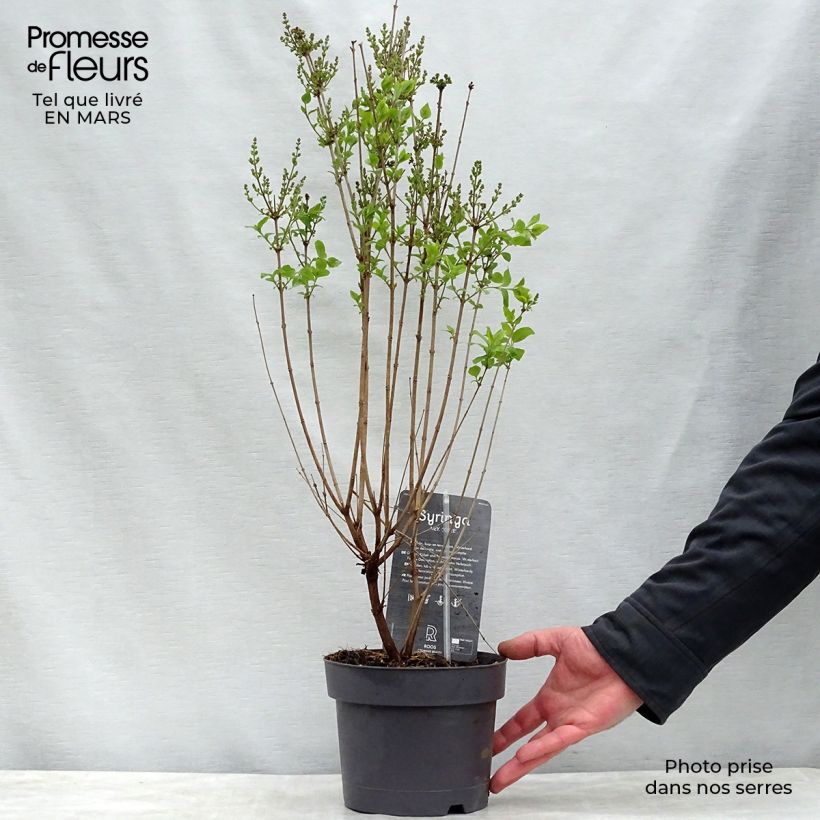Amostra de Syringa velutina Josée Vaso de 3 L/4 L tal como entregue na primavera