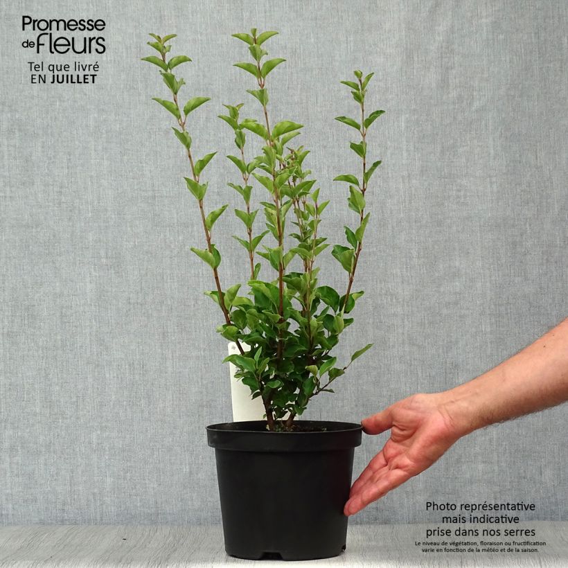 Amostra de Syringa velutina Josée Vaso de 3 L/4 L tal como entregue no verão