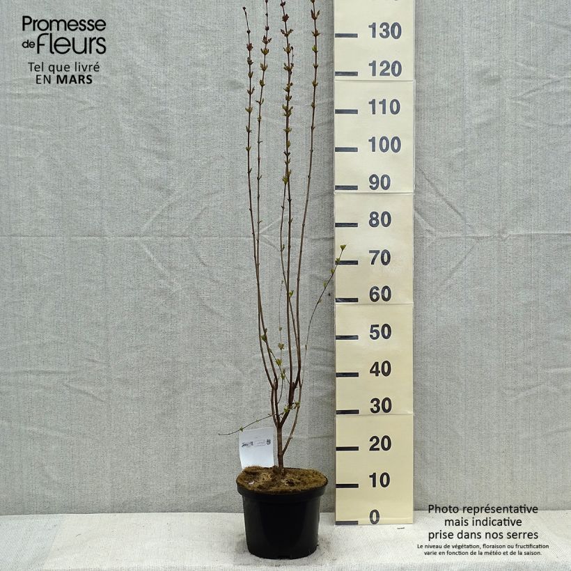 Amostra de Lilas de Chine - Syringa microphylla Superba Vaso de 2 L/3 L tal como entregue no inverno