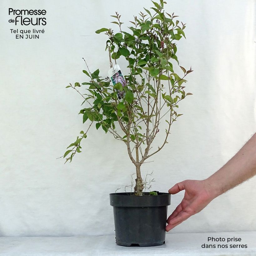 Amostra de Syringa microphylla Superba Vaso de 2 L/3 L tal como entregue no verão