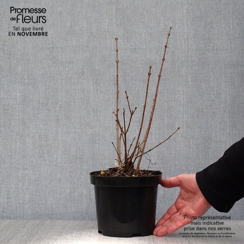 Amostra de Syringa patula Miss Kim Vaso de 2 L/3 L tal como entregue no outono