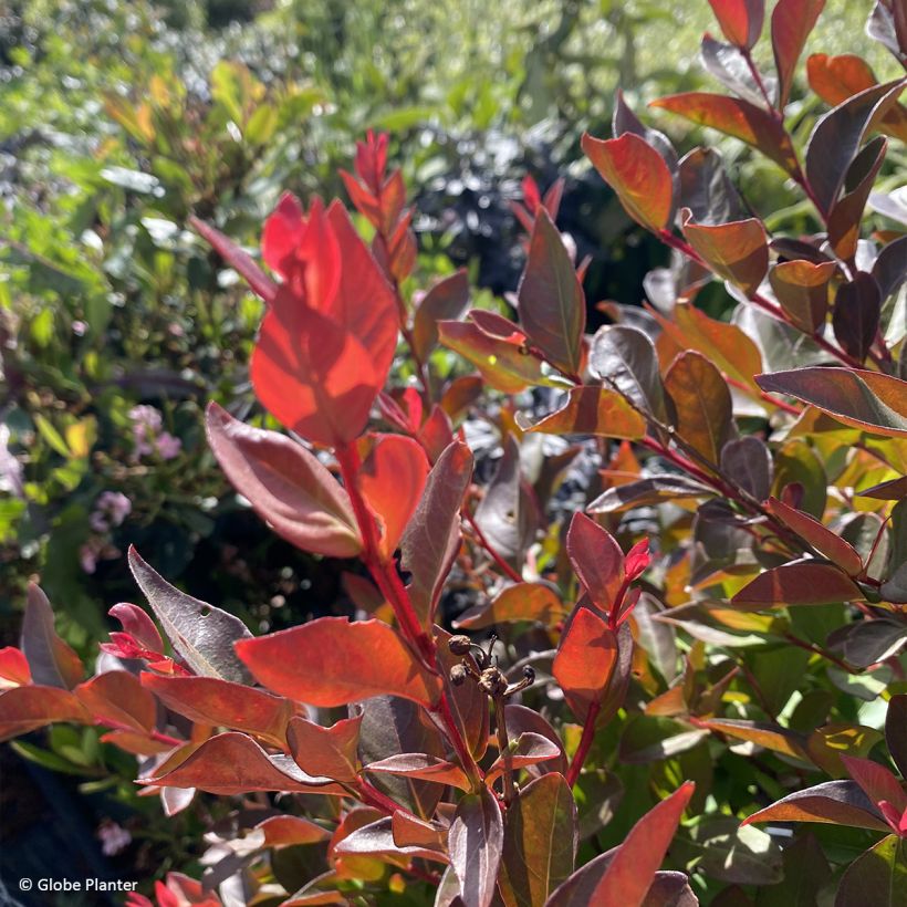 Árvore-de-júpiter Gourmet Red Red Wine - Lagerstroemia indica (Folhagem)