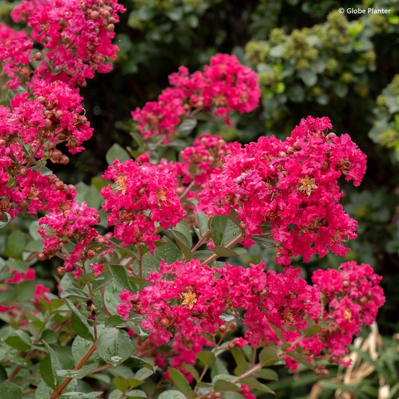 Árvore-de-júpiter Gourmet Red Red Wine - Lagerstroemia indica (Floração)