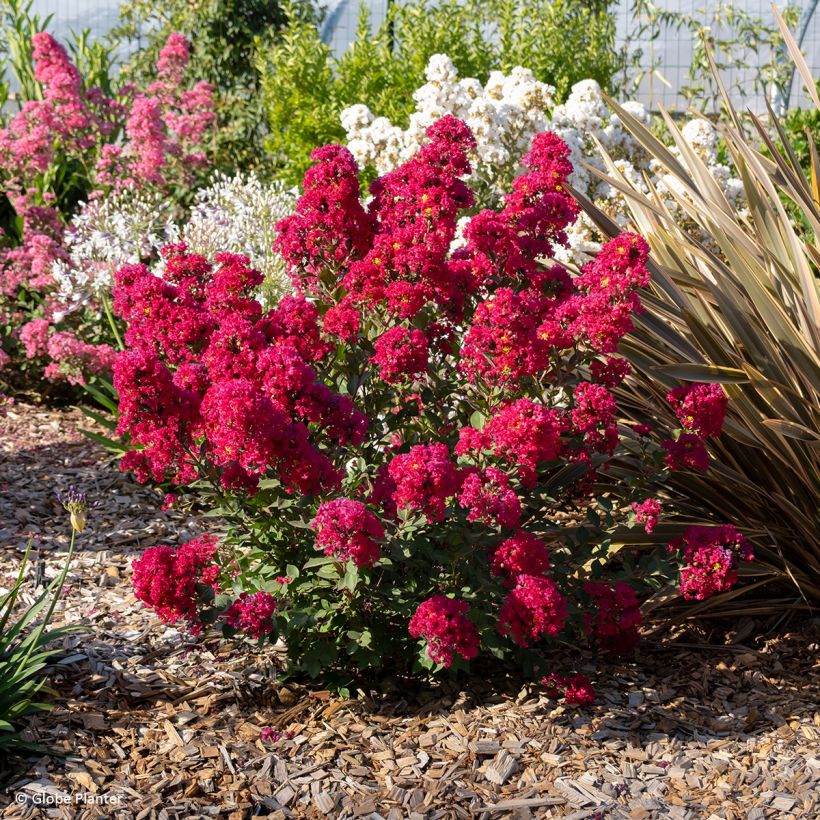 Árvore-de-júpiter Gourmet Red Red Wine - Lagerstroemia indica (Hábito)