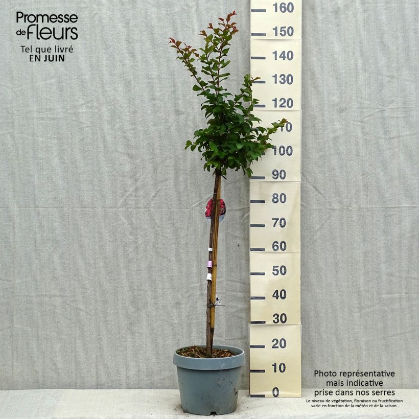 Amostra de Árvore-de-júpiter Berry Dazzle - Lagerstroemia indica Vaso de 7,5 L/10 L tal como entregue no verão