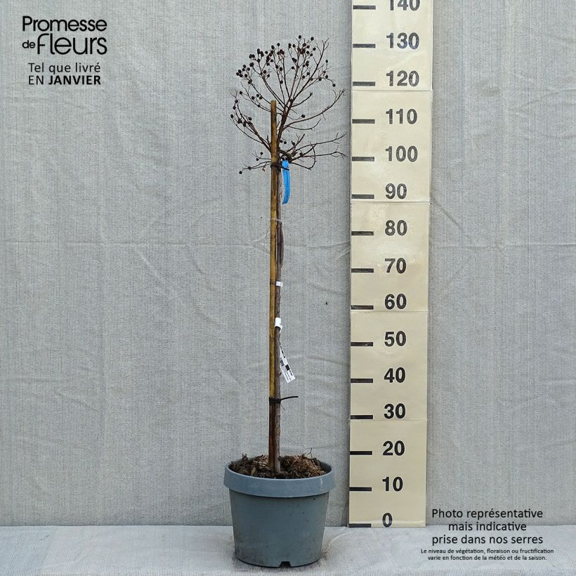 Amostra de Lilas des Indes - Lagerstroemia indica Berry Dazzle Vaso de 7,5 L/10 L tal como entregue no inverno