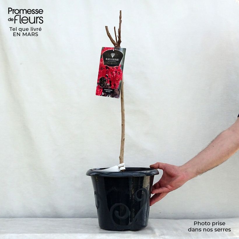 Amostra de Árvore-de-júpiter Black Solitaire Best Red - Lagerstroemia indica Vaso de 7,5 L/10 L tal como entregue na primavera