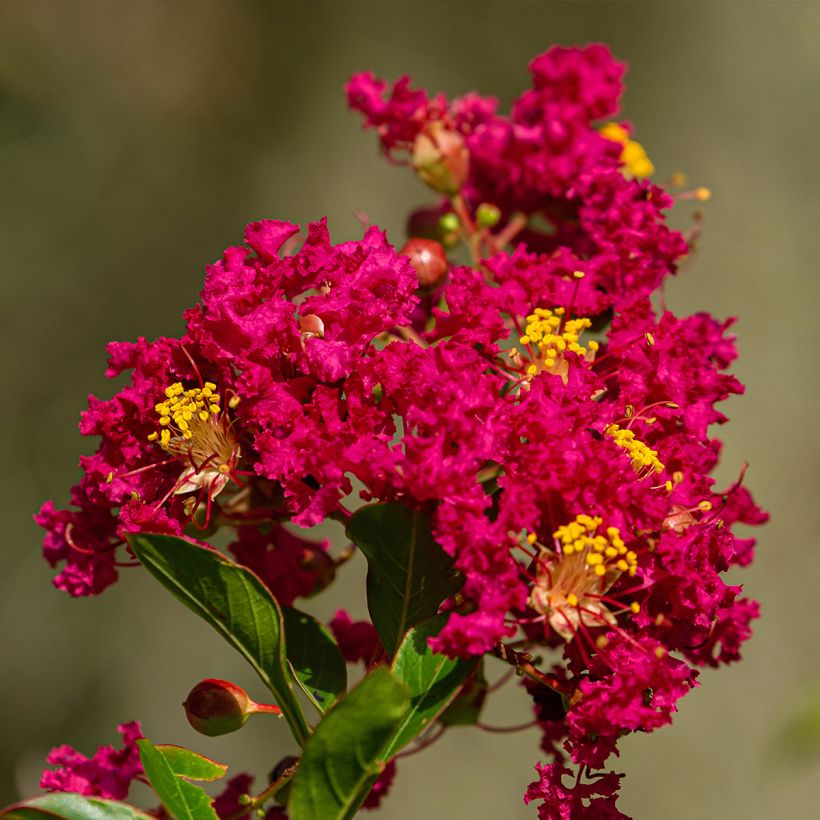 Árvore-de-júpiter Caroline Beauty - Lagerstroemia indica (Floração)