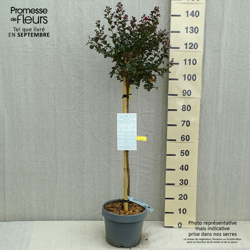 Amostra de Árvore-de-júpiter Double Feature - Lagerstroemia indica Vaso de 7,5 L/10 L tal como entregue no verão