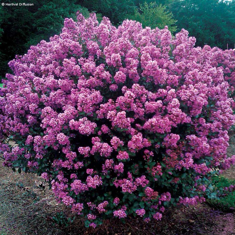 Árvore-de-júpiter Enduring Lavender - Lagerstroemia indica (Hábito)