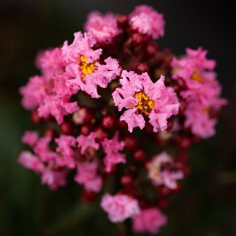 Árvore-de-júpiter Enduring Pink - Lagerstroemia indica (Floração)