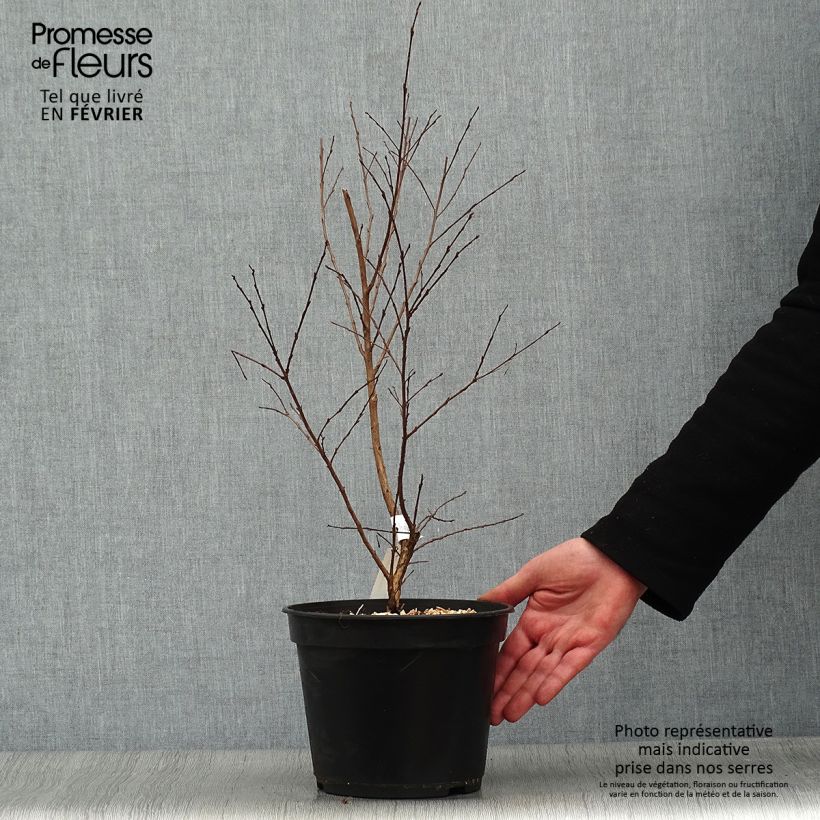 Amostra de Lilas des Indes - Lagerstroemia indica Enduring Red Vaso de 3 L/4 L tal como entregue no inverno