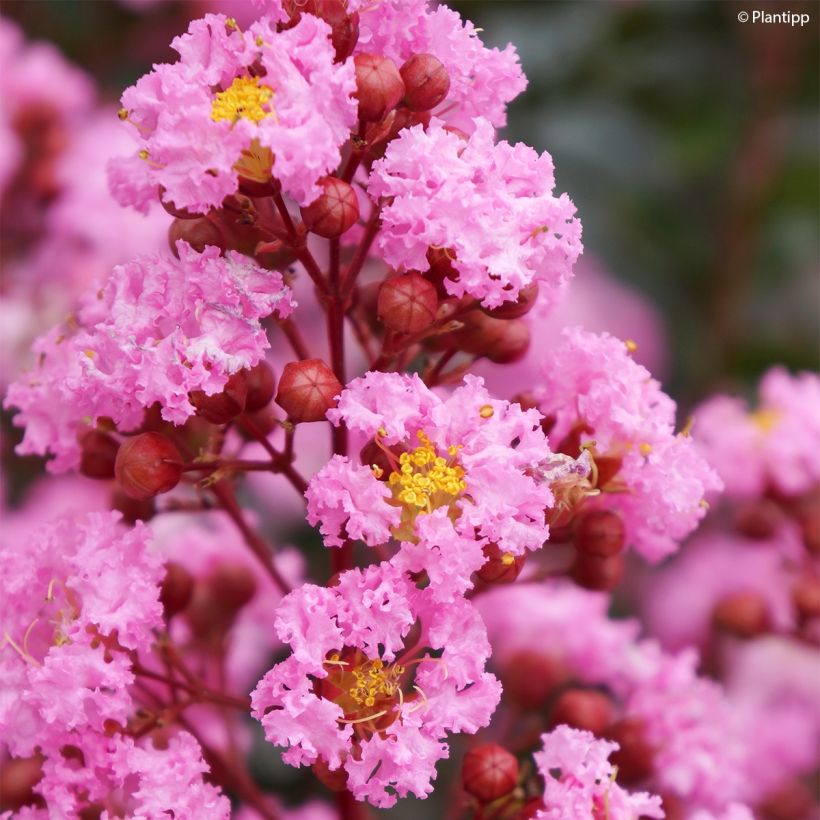 Árvore-de-júpiter Eveline - Lagerstroemia indica (Floração)