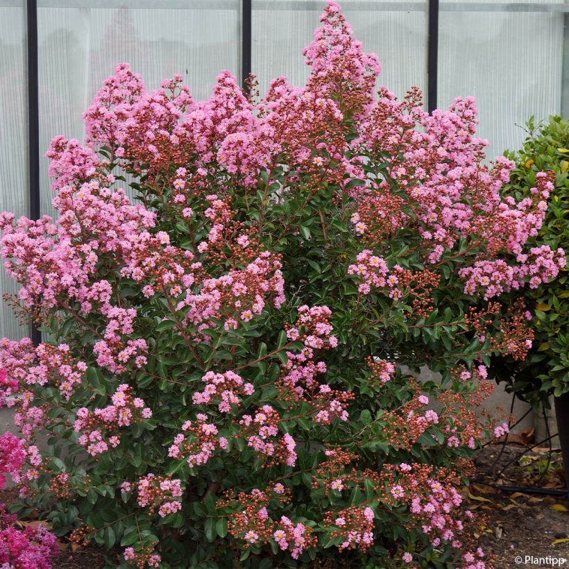 Árvore-de-júpiter Eveline - Lagerstroemia indica (Hábito)